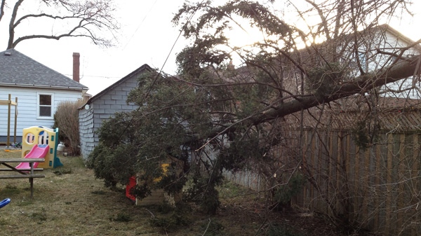 A toppled tree is seen in the backyard of a house in Scarborough, Ont. on Saturday, March 3, 2012.