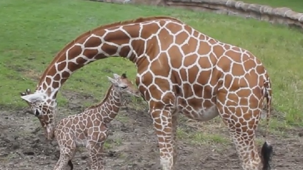 Detroit zoo giraffe