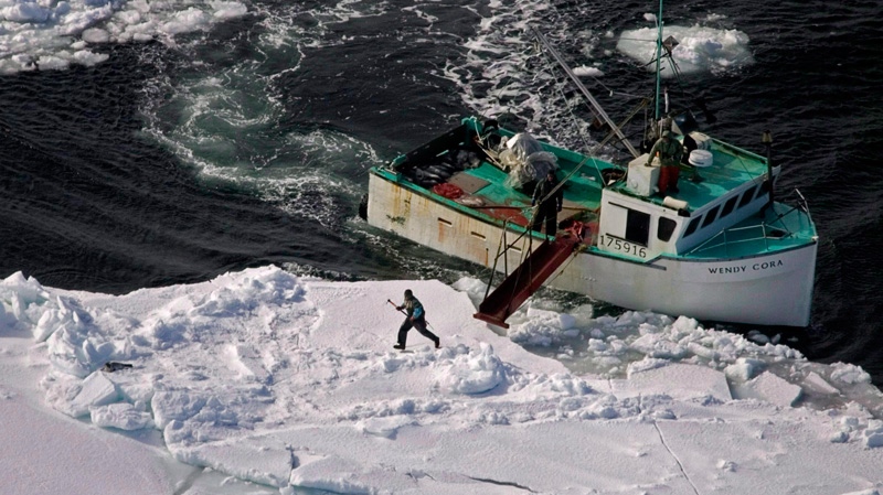 A hunter heads towards a harp seal during the annual East Coast seal hunt in the southern Gulf of St. Lawrence around Quebec's Iles de la Madeleine, March 25, 2009. (Andrew Vaughan / THE CANADIAN PRESS)