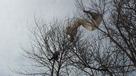 An errant glider found himself stuck in a tree on Tuesday, Mar. 6, 2012.