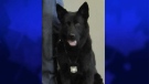 Police Service Dog Kuno is seen in this undated image released by the London Police Service.
