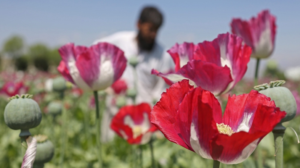 An Afghan farmer works on a poppy field 