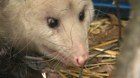 Opossums take over Toronto