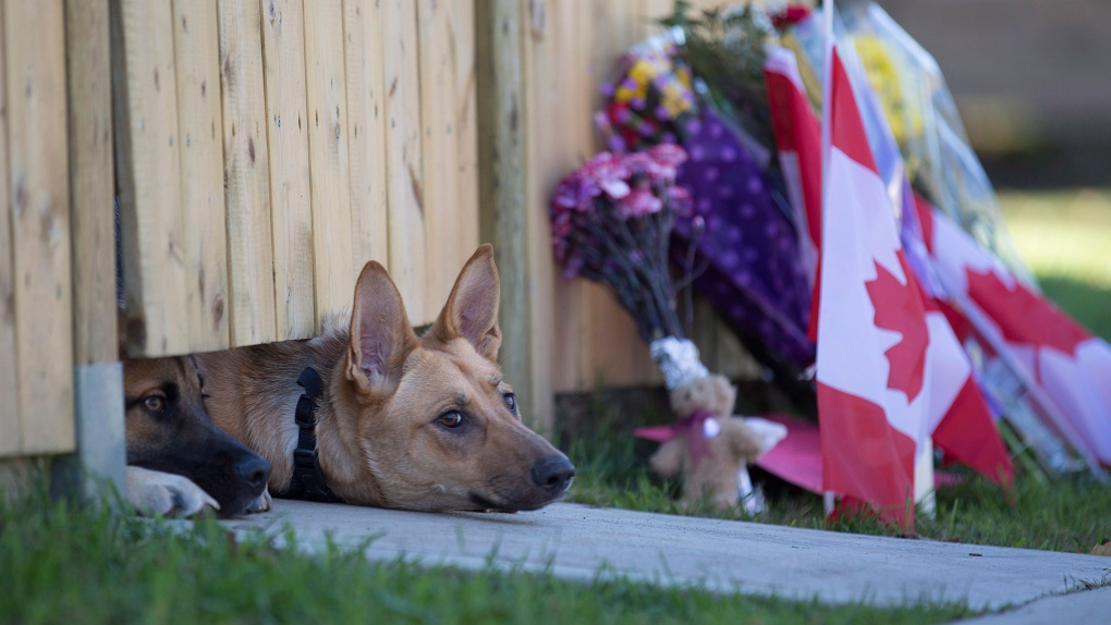 Dogs wait for Cirillo to come home