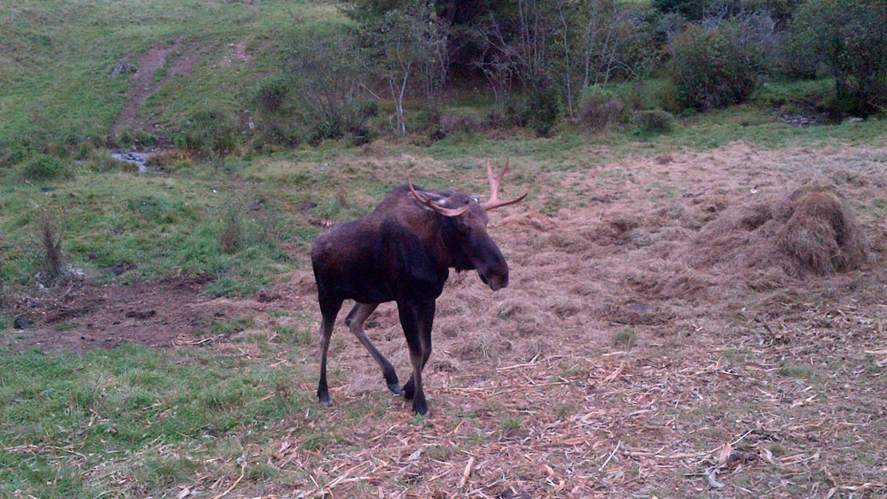 endangered moose