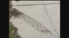 A tire track is seen on the sidewalk at Beaverbrook Avenue and Proudfoot Lane in London, Ont. on Thursday, Oct. 30, 2014. (Daryl Newcombe / CTV London)