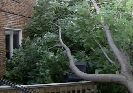 Several trees came crashing down after the GTA was hit with heavy rain and gusting winds on Sunday, Sept. 14, 2008.