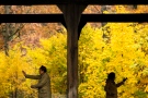 People perform Tai Chi under a canopy in High Park in Toronto on Friday, Oct. 31, 2014.(The Canadian Press / Nathan Denette)