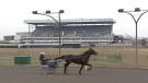 Gambling changes could kill the sport of harness racing.