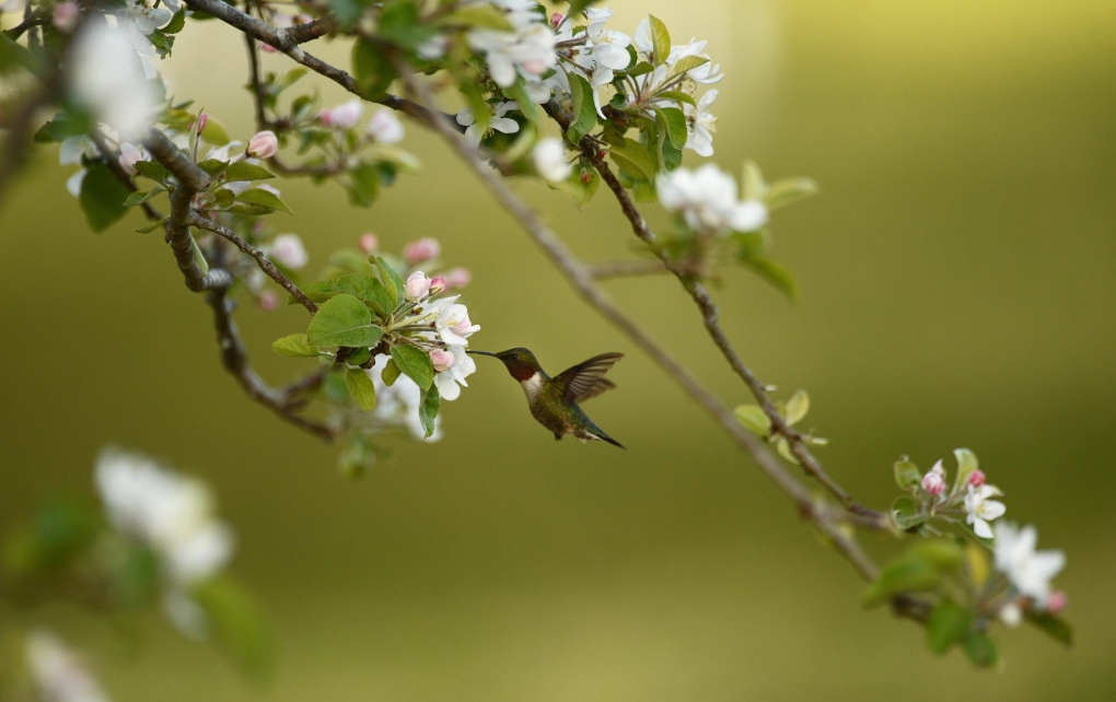 Hummingbird in Virginia