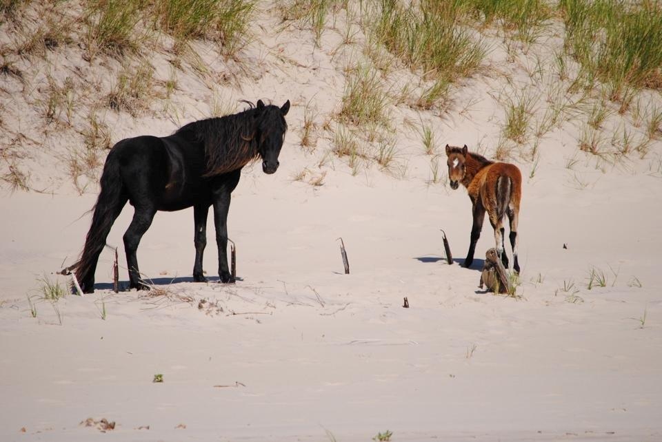 Sable Island/Sable8.jpg