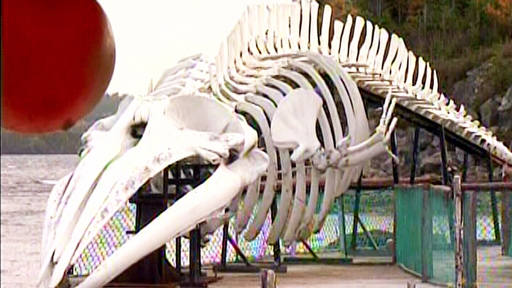 Whale Bones to Be Transformed into Artificial Bones for Medical