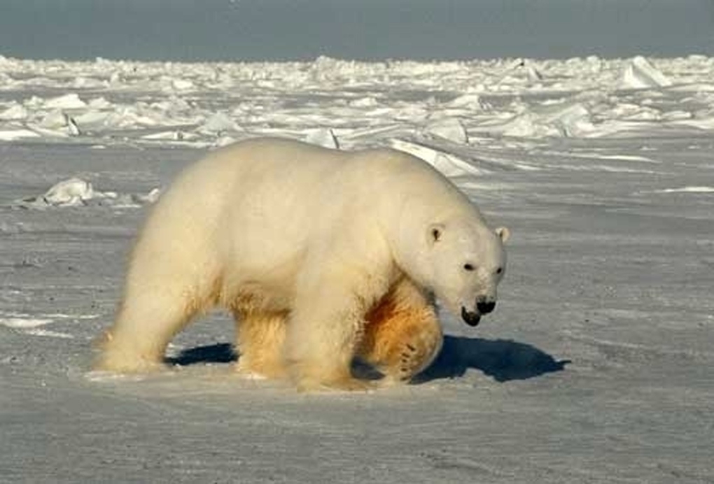 Beaufort Sea, Polar bear