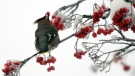 In this file photo, a Bohemian waxwing eats a mountain ash berry on Wednesday, Dec. 18, 2013, in Anchorage, Alaska. (AP/Anchorage Daily News, Erik Hill)