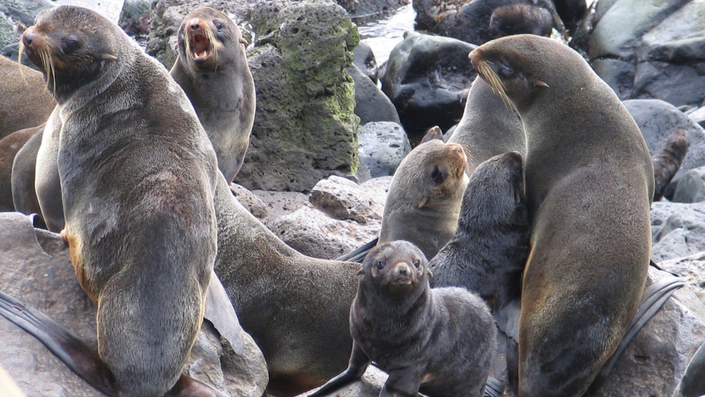 Fur seals caught sexually assaulting penguins