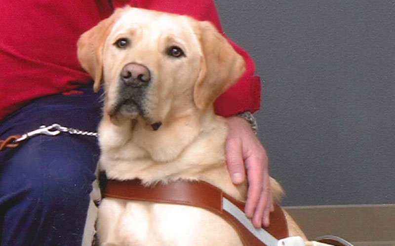 Garcia the guide dog