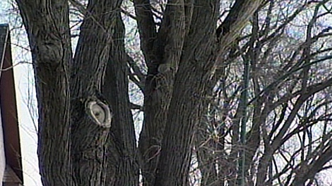 Dutch elm disease is a fungal disease that damages, and in most cases, destroys elm trees.  