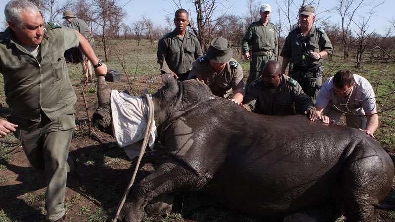 Rangers helps a rhino on to its feet 