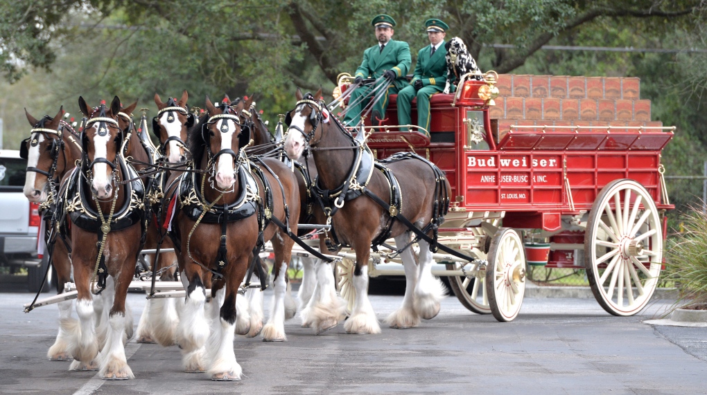 The Budweiser Clydesdales given pink slip