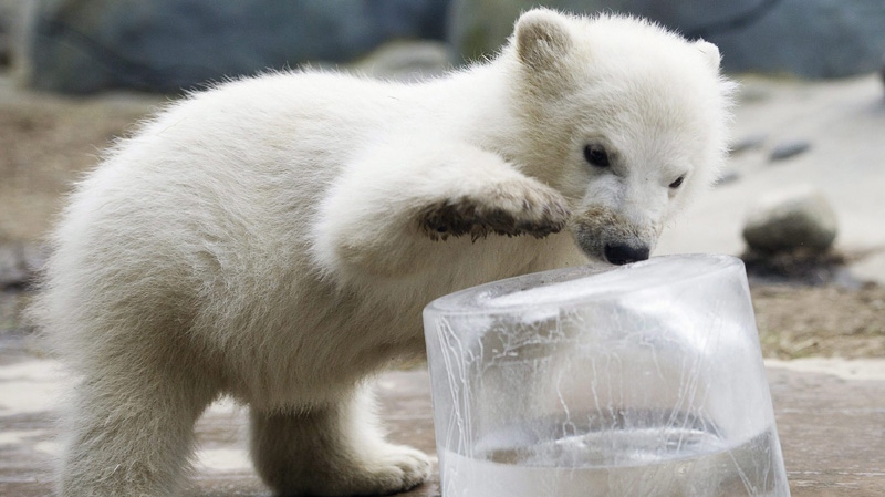 A new three and a half month-old male polar bear cub explores his new pen at the Toronto Zoo on Friday, Feb. 3, 2012. 
