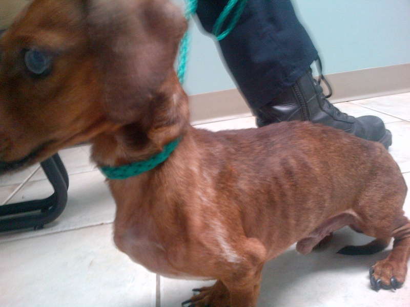 The London Humane Society released this photo of Oliver, a dog who was found emaciated. He has since recovered. 