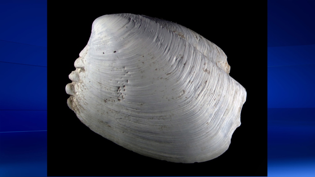 New clam species found off B.C. coast
