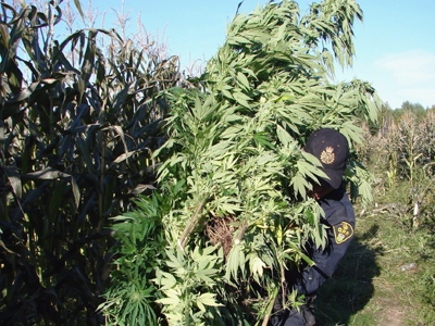 An Ontario Provincial Police officer carries marijuana plants after a huge bust in Eastern Ontario on Sept.19, 2008. (THE CANADIAN PRESS / HO-Ontario Provicial Police)