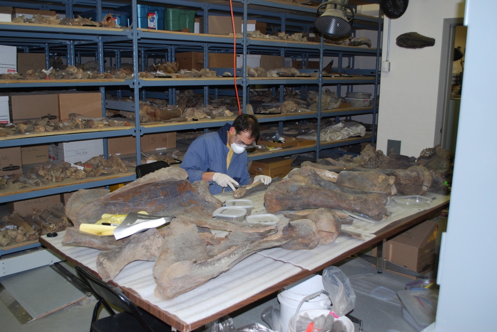 Mastodon bones older than thought