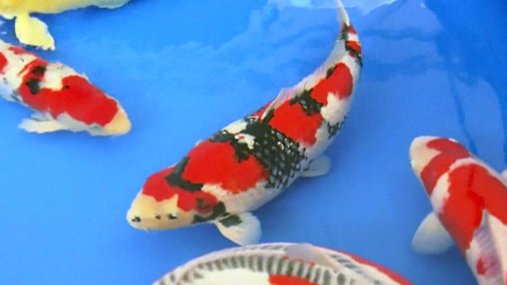 Decorative koi fish sold for $20K at auction