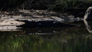 A crocodile is seen next to a river at the Kruger National Park in Nelspruit, South Africa, on June 13, 2010. (AP / Claudio Cruz)