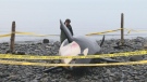A young female killer whale was found dead off the shores of Vancouver Island on Dec. 4, 2014. (Gord Kurbis / CTV News)