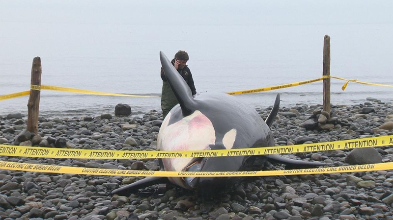 rhapsody dead killer whale