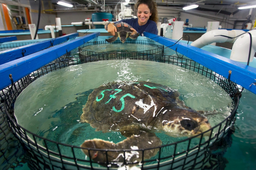 Sea turtles treated for hypothermia