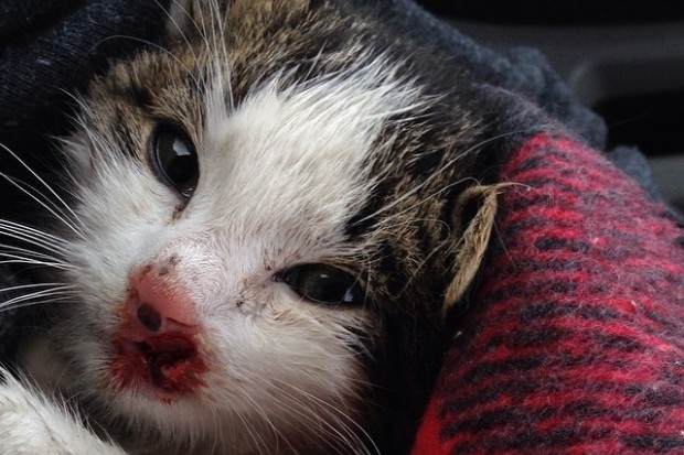 Kitten tossed from a car window 