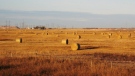 Farm groups in Saskatchewan and Alberta are working to send hay to drought-stricken parts of Ontario and Quebec.