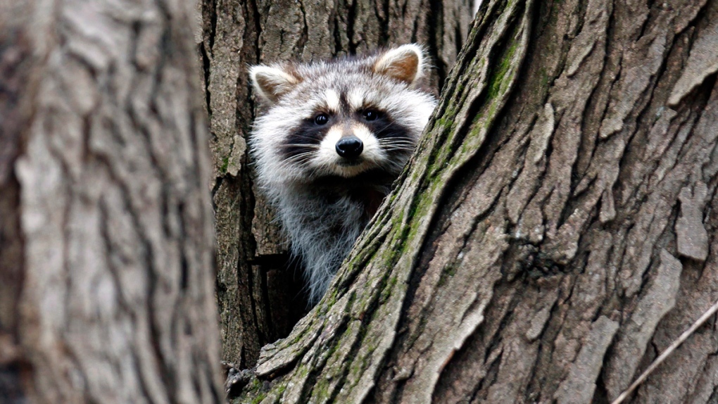 A raccoon in a tree in Waterloo, Iowa