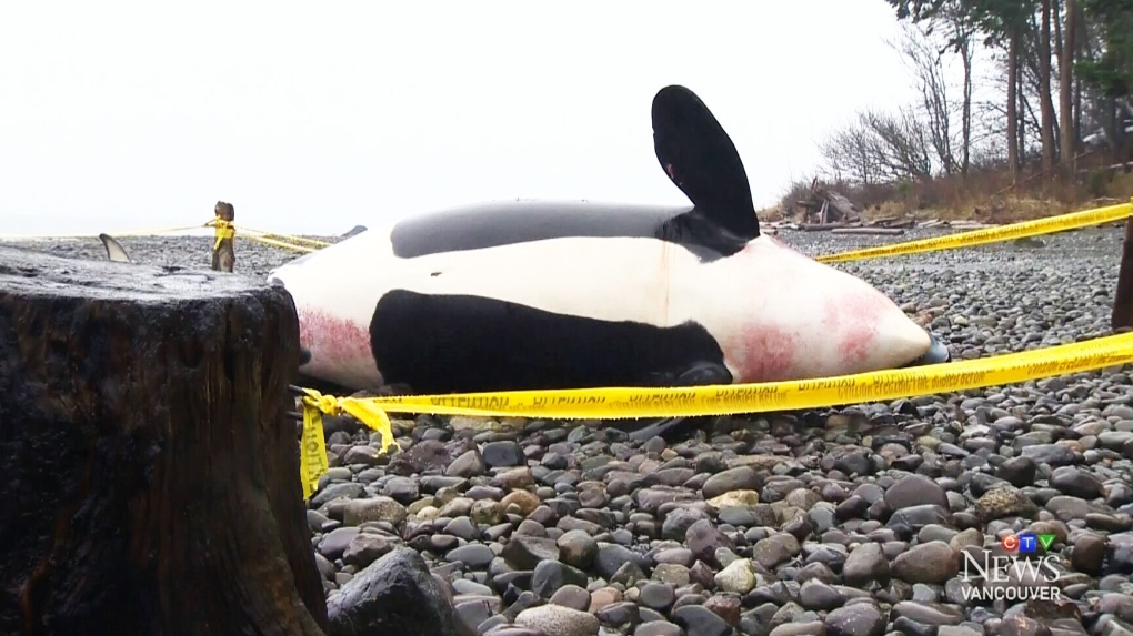 CTV BC: Preliminary necropsy report on orca