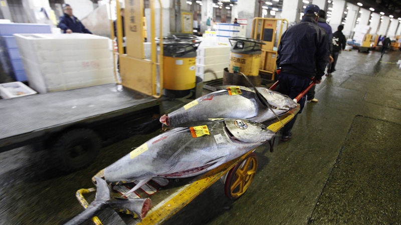 A successful buyer takes their tuna from the auction at the Tsukiji Market in Tokyo, Japan, Friday, Jan. 6, 2012. Tsukiji Market is one of the world's largest fish markets, handling over 2,000 tons of marine products per day. (AP Photo/Mark Baker)