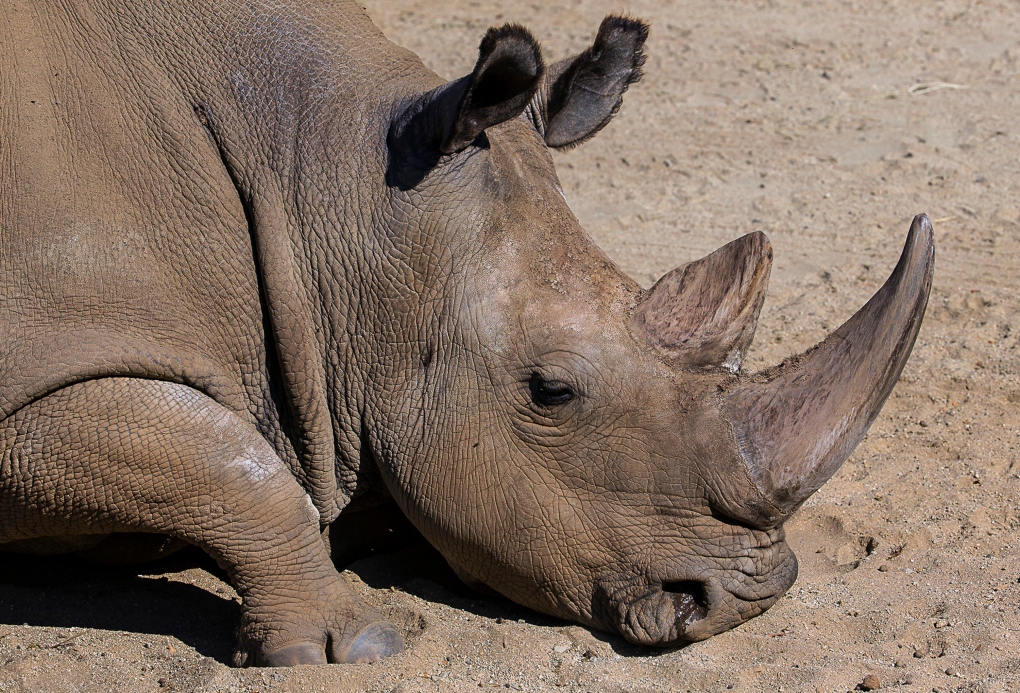 Rare white rhino dies at San Diego Zoo