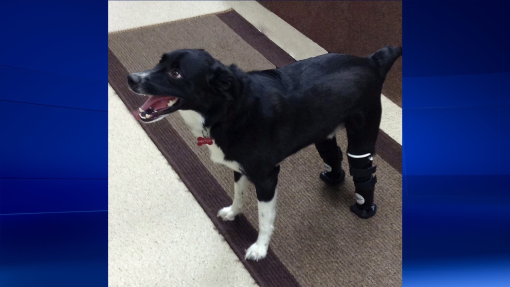 Hector gets prosthetic paws