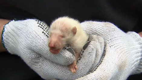 Wildlife removal experts were shocked to discover a rare albino raccoon pup on Tuesday, April 17, 2012. 