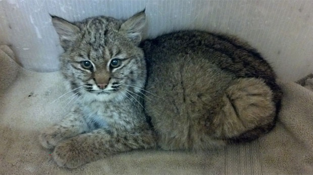 Bobcat rescued in Manitoba