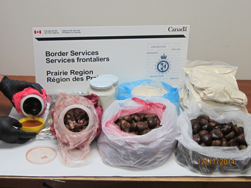 Dead birds seized at Calgary airport 