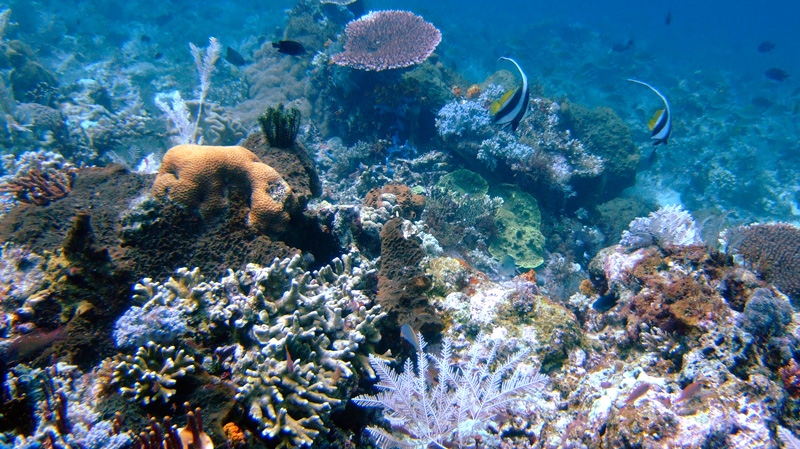Coral reefs are seen in the waters of Tatawa Besar, Komodo islands, Indonesia, Thursday, April 30, 2009. (AP / Dita Alangkara)