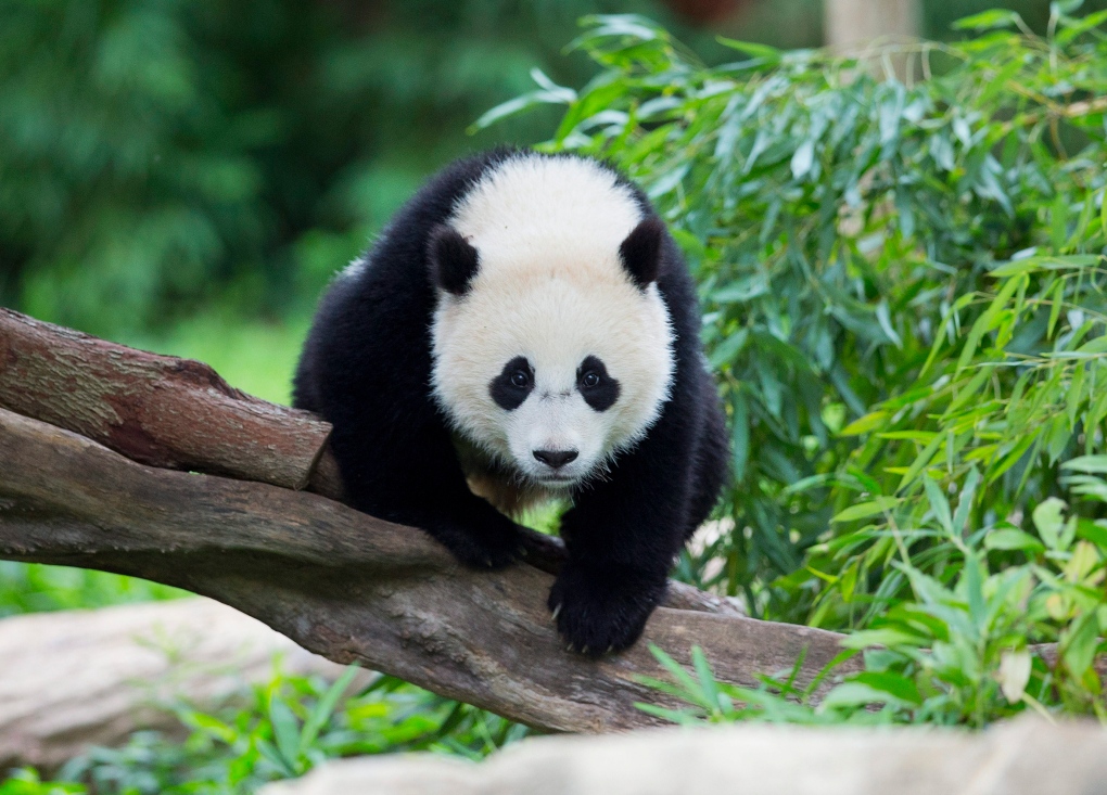 Bao Bao panda at the National Zoo in Washington 