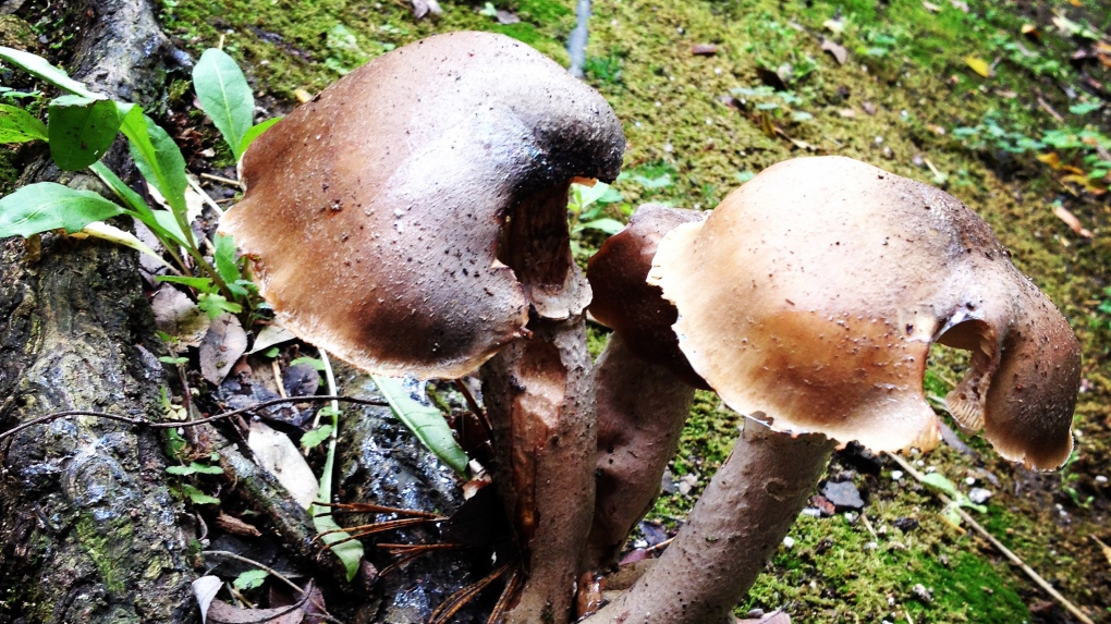 Mushroom boom in rainy California