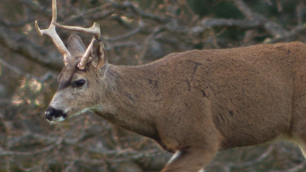 Deer cull could be on the horizon