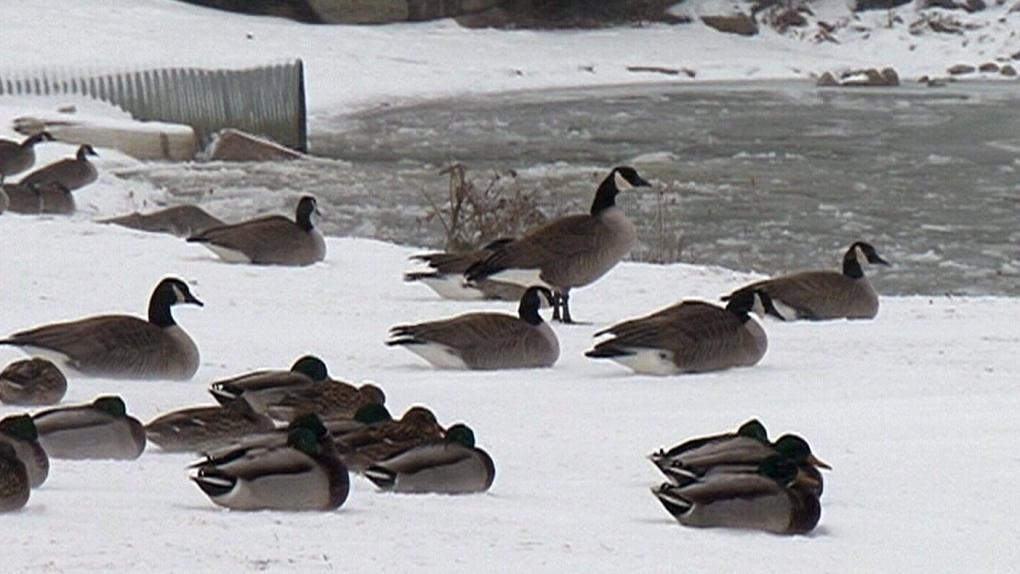 Geese file photo