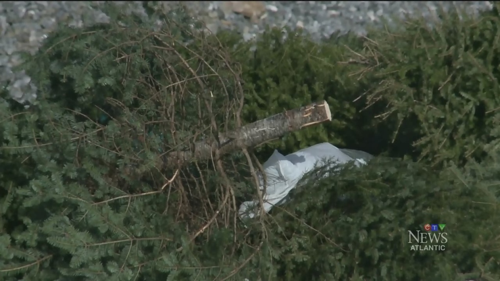 CTV Atlantic: Tips on disposing a Christmas tree