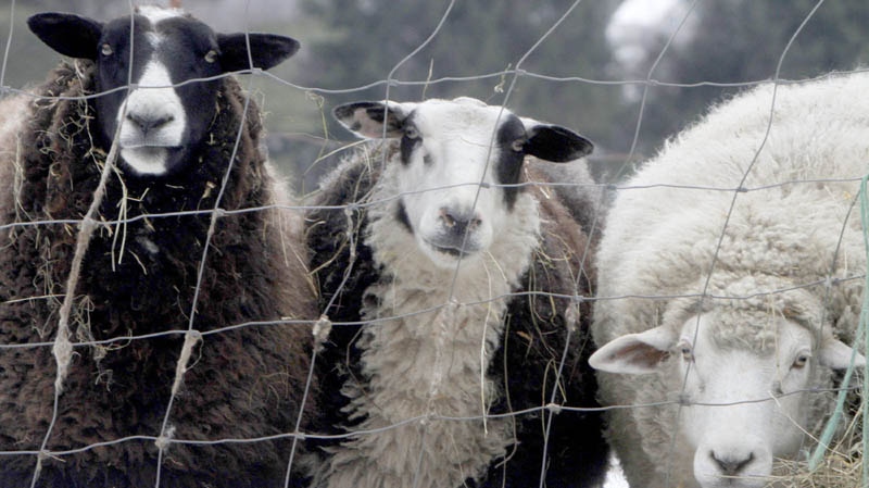 A trio of sheep peer through a fence in a pasture on Monday, Jan. 23, 2012 in Montpelier, Vt. 
